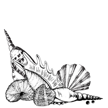 Hand-drawn ink illustration. Black and white. Decorative compositions with sea shells, sea star and some pearls. Vectorのイラスト素材