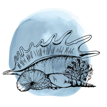 Hand-drawn ink illustration. Decorative compositions with sea shells, sea star on blue watercolor background. Vectorのイラスト素材
