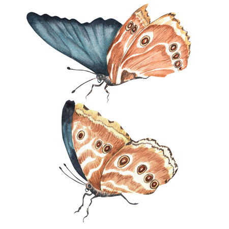 Blue exotic tropical butterflies. Vintage image of Morpho butterflies. Hand-drawn watercolor illustration.の写真素材