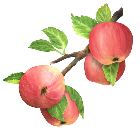 An apple tree branch with four ripe fresh red apples and green leaves. Hand-drawn watercolor illustration. Garden fruit tree branch clipart. For postcards, stationary designの写真素材