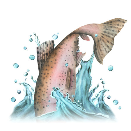 Jumping rainbow trout with water splash. Fishing clipart. Hand-drawn watercolor illustrationの写真素材