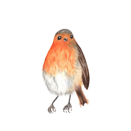 An isolated sitting robin bird with bright orange chest flapping its wings. Ornithology clipart. Hand-drawn watercolor illustrations. Avian collection for scrapbooking, postcards, stickersの写真素材