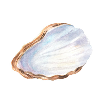 Beautiful seashell with mother of pearl texture. A part of mollusk shell. Sea life clipart isolated element. Aquarium decoration. Hand-drawn watercolor illustration. For travel, aquarium design.の写真素材