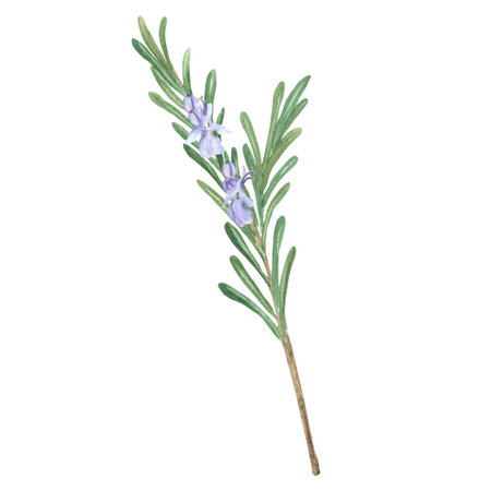 Rosemary twig with green leaves and lilac flowers isolated. Hand-drawn watercolor illustration. Aromatic herb for cooking, aromatherapy, harmonization of Sun chakra. Herbal garden clipart.の写真素材