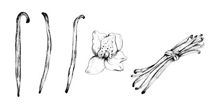 A bundle of vanilla pods, flower and a bunch of pods. Black and white ink drawing, Aroma for food,...