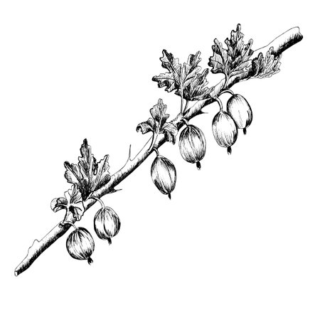 Black and white ink drawing of a gooseberry branch with ripe berries and leaves. Line art. Wild berries monochrome clipart. Hand-drawn ink illustration for nature-themed design, food packaging.の写真素材