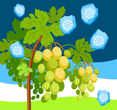Hail in the vineyard, a natural phenomenon, color, vector image. Grape vine with bunches of ripe grapes falling chunks of ice. Natural disaster. Colored, flat picture.のイラスト素材