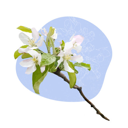 Apple tree branch with flowers and leaves on a blue backgroundのイラスト素材