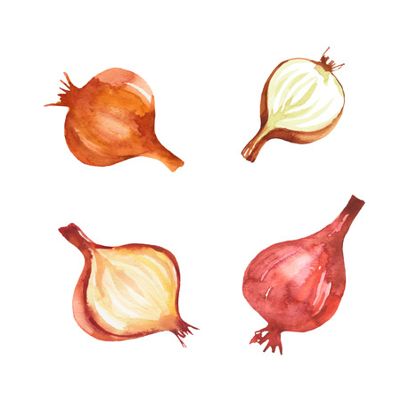 Food design set of onions watercolor. Vegetable background with hand drawn onions. Isolated on white backgroundの写真素材
