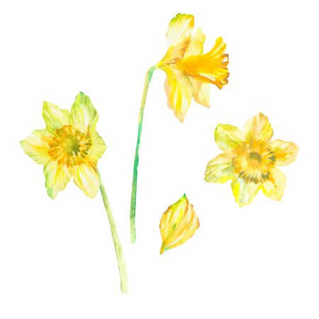 Three narcissus flowers watercolor as design elements. Isolated on white background. Hand drawn paintingの写真素材