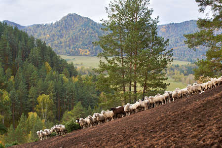 Sheeps in Altai mountains in autumn. Brown, white and greenの写真素材