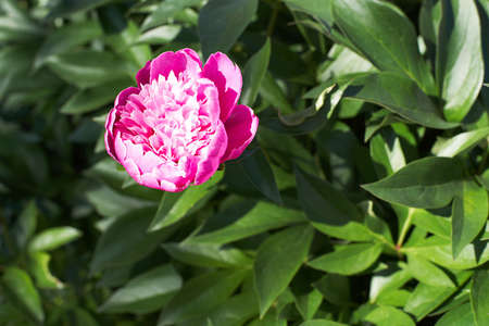 One pink peony. Juicy green foliageの写真素材
