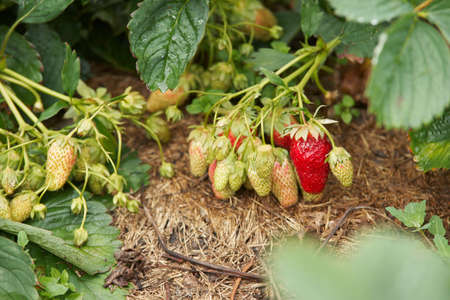 Ripening strawberry. Juicy green foliageの写真素材