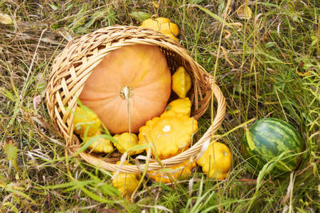 Autumn. Basket vegetables. Pumpkin. Watermelon. Grass. Glade.の写真素材