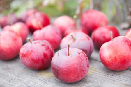 Red small apples. Fresh Harvest.の写真素材