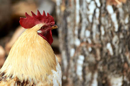 Head cock. Large red comb.の写真素材
