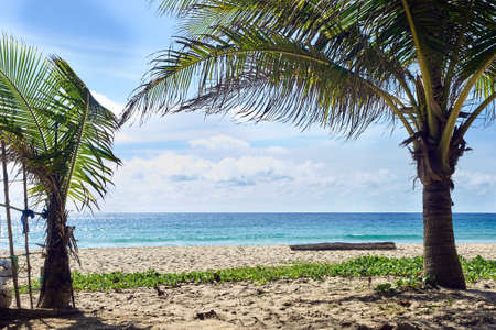Palm trees on beach. Blue water. Light Sand.の写真素材
