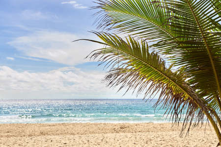Sea waves. Warm sand. Green palm tree.の写真素材