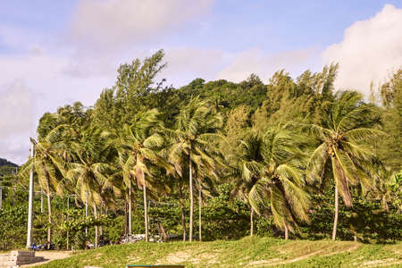 Green palm trees on shore. Recreation. freedom.の写真素材