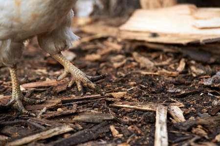 Legs chicken. Breeding of birds. Wood sawdust.の写真素材
