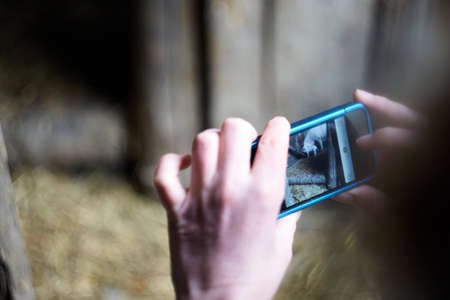 Photo on phone. Agriculture. Pigs.の写真素材