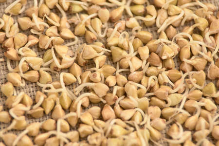 Buckwheat sprouts. Healthy food. Neutral background.の写真素材