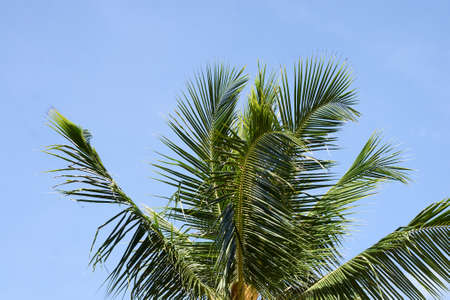 Leaves palm tree. Greenery. Blue sky.