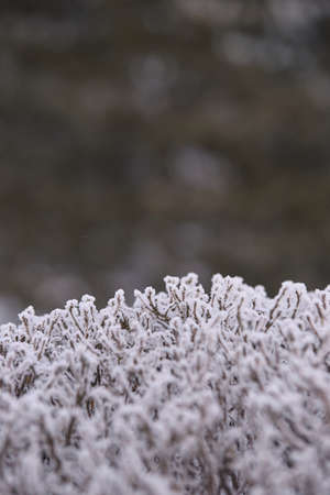Branches in snow. White frost. Blurred Background.の写真素材