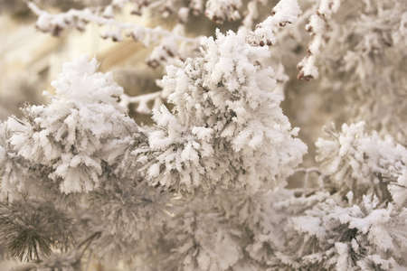 Branches spruce. Light white snow. Green needles.