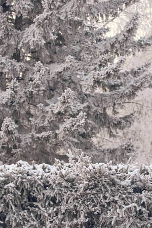 Spruce in snow. White frost. Green branches. Winter landscape.の写真素材