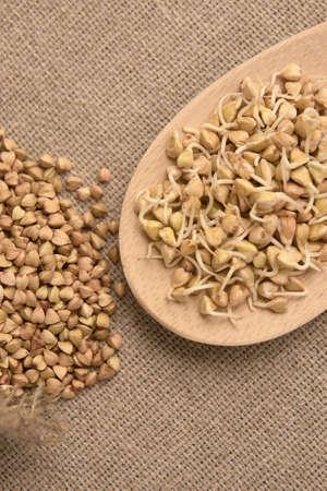 Buckwheat grain. Beans sprouts. Natural background. Wooden spoon.の写真素材