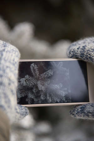 Branch of spruce. Photo on phone. White frost. Winter.の写真素材