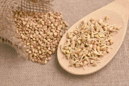 Wooden spoon. Groats. Buckwheat sprouts. Brown background.の写真素材