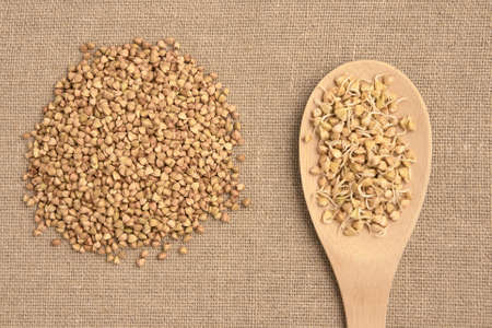 Beans sprouts. Buckwheat grain. Wooden spoon. Natural background.の写真素材
