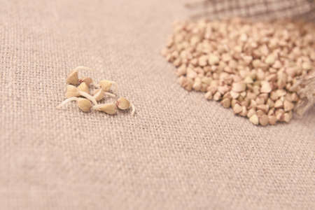 Buckwheat grain. Sprouts. Neutral background. Healthy food.の写真素材