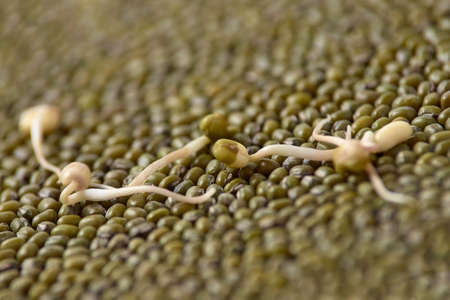 Green beans. Fresh sprouts. Healthy food.の写真素材