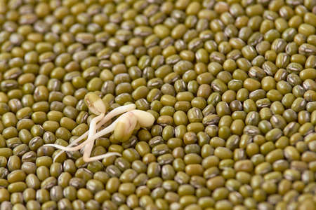 Healthy food. Green beans. Fresh sprouts.の写真素材