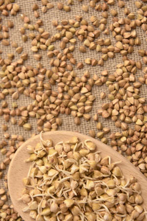 Wooden spoon. Cereal sprouts. Brown background.の写真素材