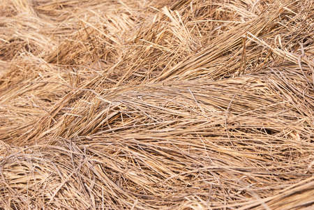 Dry grass. Natural background. Straw.の写真素材