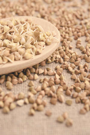 Brown background. Cereal sprouts. Wooden spoon.の写真素材