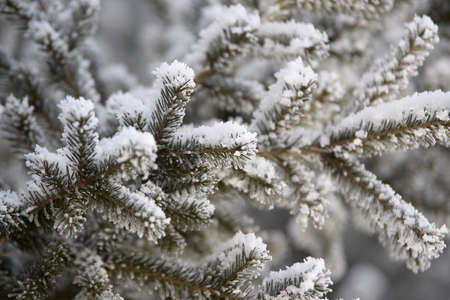 Green branches spruce. White fluffy snow. Horizontal closeup.