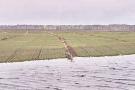 Large field. Lake. Gray colors. Cloudy weather.