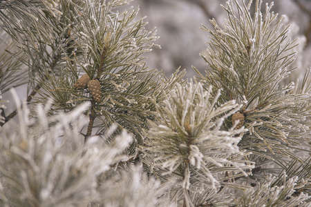 Branches in hoarfrost. Small cones. Green needles. Horizontal.