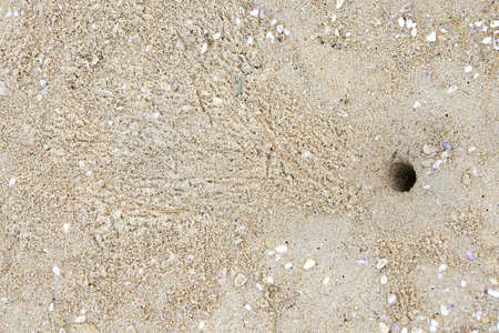 Nora crab. Bright sand. Beach.