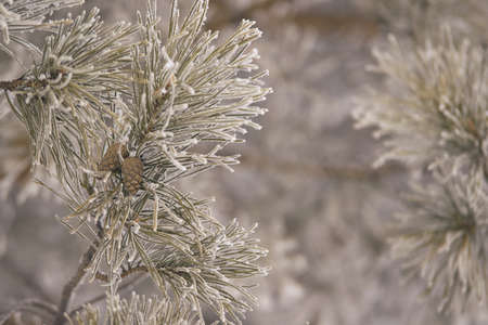 Branches in hoarfrost. Green needles. Small cones. Horizontal.