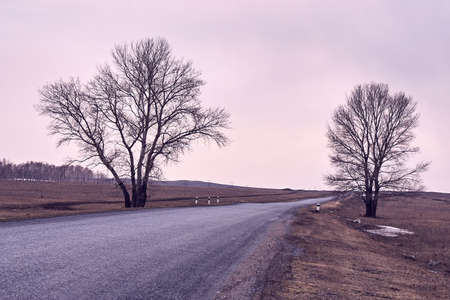 Long road. Trees on roadside.
