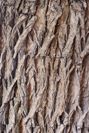 Dry dark tree bark. Deep cracks. Uneven texture.