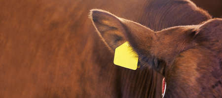 Agriculture animal sick. Cow portrait, beef meat. Milk kine. Ear tag and label.の写真素材