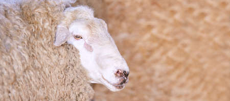 Sad kulunda breeding sheep. Meat and fur farm production. Animal head. Closeup portrait staring.