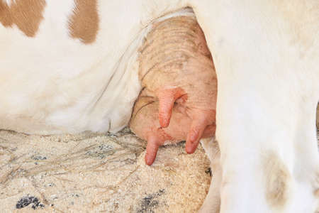 Agriculture animal sick. Cow portrait, beef meat. Milk kine.
